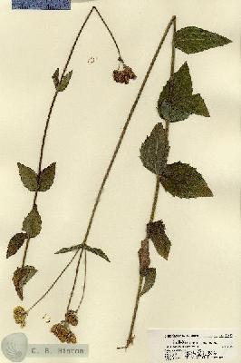 URN_catalog_HBHinton_herbarium_22490.jpg.jpg