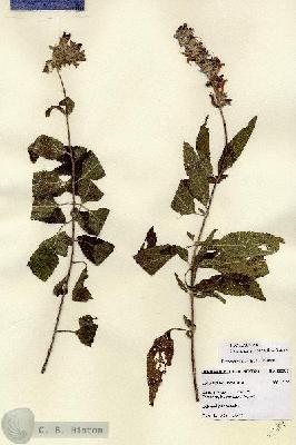 URN_catalog_HBHinton_herbarium_22389.jpg.jpg