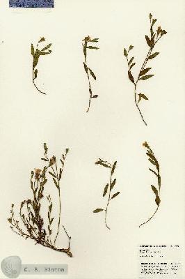 URN_catalog_HBHinton_herbarium_23090.jpg.jpg