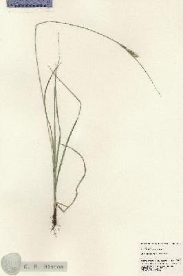 URN_catalog_HBHinton_herbarium_23903.jpg.jpg