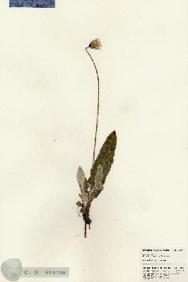 URN_catalog_HBHinton_herbarium_23091.jpg.jpg