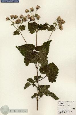 URN_catalog_HBHinton_herbarium_23907.jpg.jpg