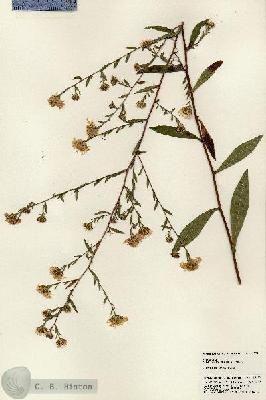 URN_catalog_HBHinton_herbarium_23915.jpg.jpg