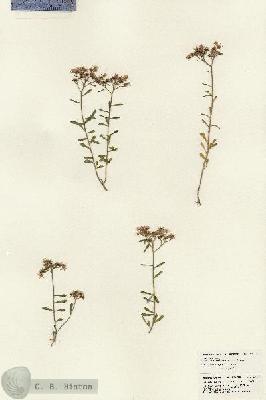 URN_catalog_HBHinton_herbarium_23917.jpg.jpg