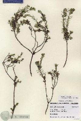URN_catalog_HBHinton_herbarium_24069.jpg.jpg