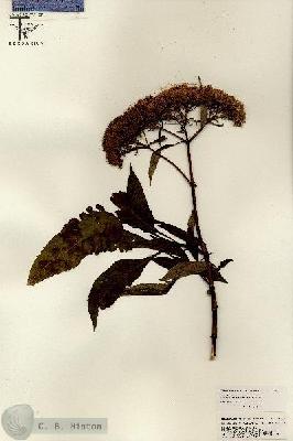 URN_catalog_HBHinton_herbarium_26255.jpg.jpg