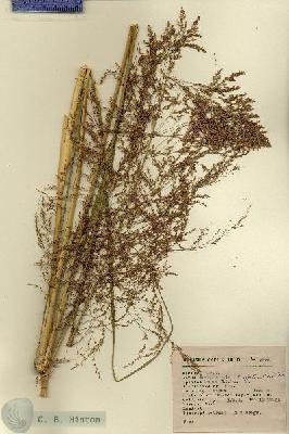 URN_catalog_HBHinton_herbarium_2626.jpg.jpg