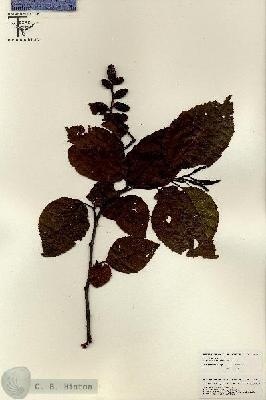URN_catalog_HBHinton_herbarium_26261.jpg.jpg
