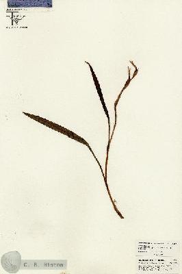 URN_catalog_HBHinton_herbarium_26290.jpg.jpg