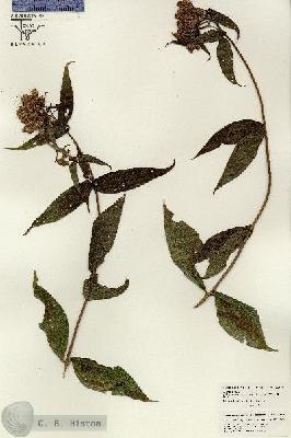 URN_catalog_HBHinton_herbarium_26296.jpg.jpg