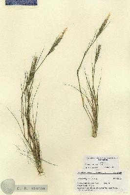 URN_catalog_HBHinton_herbarium_27430.jpg.jpg