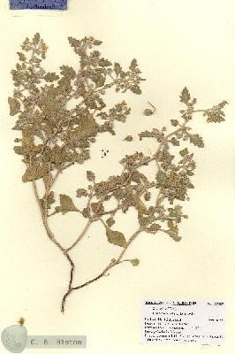 URN_catalog_HBHinton_herbarium_27425.jpg.jpg
