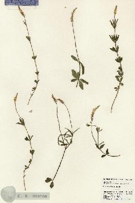 URN_catalog_HBHinton_herbarium_24084.jpg.jpg