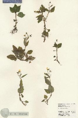 URN_catalog_HBHinton_herbarium_24092.jpg.jpg
