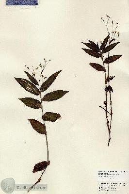 URN_catalog_HBHinton_herbarium_24100.jpg.jpg