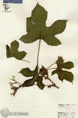 URN_catalog_HBHinton_herbarium_26482.jpg.jpg