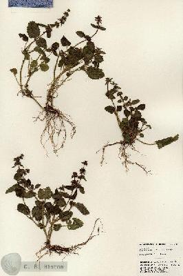 URN_catalog_HBHinton_herbarium_24111.jpg.jpg