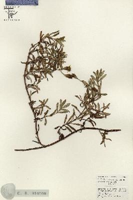 URN_catalog_HBHinton_herbarium_26494.jpg.jpg