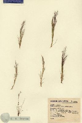 URN_catalog_HBHinton_herbarium_2634.jpg.jpg