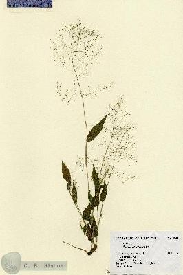 URN_catalog_HBHinton_herbarium_2642.jpg.jpg