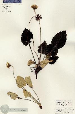 URN_catalog_HBHinton_herbarium_26408.jpg.jpg