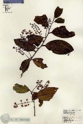 URN_catalog_HBHinton_herbarium_26430.jpg.jpg