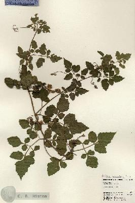 URN_catalog_HBHinton_herbarium_24204.jpg.jpg