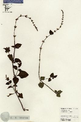 URN_catalog_HBHinton_herbarium_26459.jpg.jpg