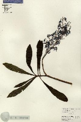 URN_catalog_HBHinton_herbarium_26623.jpg.jpg