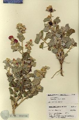 URN_catalog_HBHinton_herbarium_27433.jpg.jpg