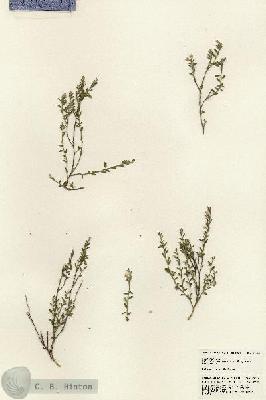 URN_catalog_HBHinton_herbarium_24250.jpg.jpg