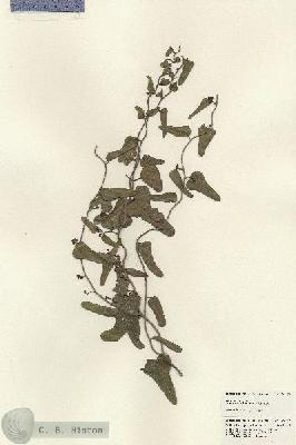 URN_catalog_HBHinton_herbarium_24287.jpg.jpg