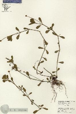 URN_catalog_HBHinton_herbarium_26503.jpg.jpg