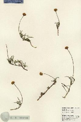 URN_catalog_HBHinton_herbarium_24277.jpg.jpg