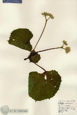 URN_catalog_HBHinton_herbarium_24292.jpg.jpg