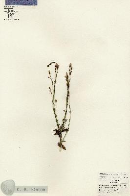 URN_catalog_HBHinton_herbarium_26514.jpg.jpg