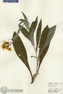 URN_catalog_HBHinton_herbarium_24304.jpg.jpg