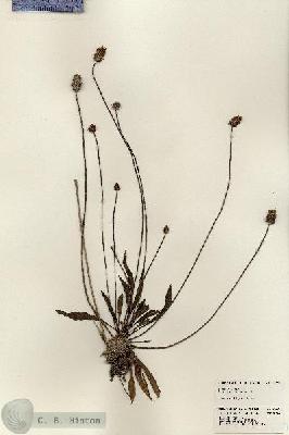 URN_catalog_HBHinton_herbarium_24381.jpg.jpg
