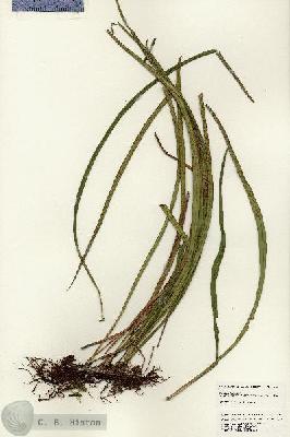 URN_catalog_HBHinton_herbarium_24659.jpg.jpg