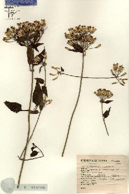 URN_catalog_HBHinton_herbarium_2465.jpg.jpg