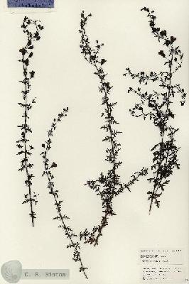 URN_catalog_HBHinton_herbarium_24671.jpg.jpg