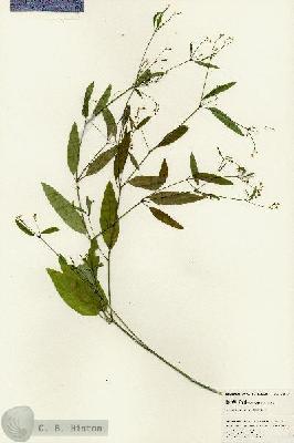 URN_catalog_HBHinton_herbarium_24683.jpg.jpg