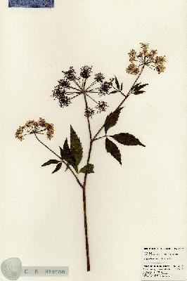 URN_catalog_HBHinton_herbarium_24406.jpg.jpg