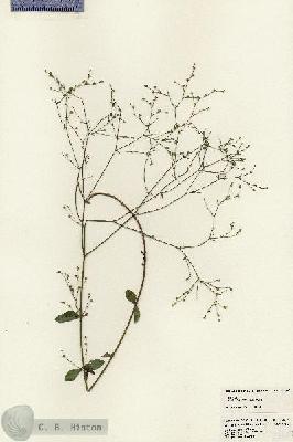 URN_catalog_HBHinton_herbarium_24409.jpg.jpg