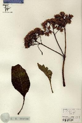 URN_catalog_HBHinton_herbarium_26570.jpg.jpg