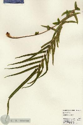 URN_catalog_HBHinton_herbarium_24417.jpg.jpg