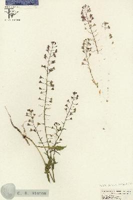 URN_catalog_HBHinton_herbarium_26647.jpg.jpg