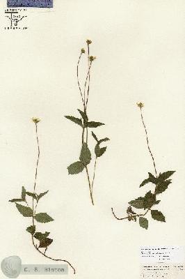 URN_catalog_HBHinton_herbarium_26655.jpg.jpg