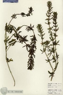 URN_catalog_HBHinton_herbarium_24434.jpg.jpg