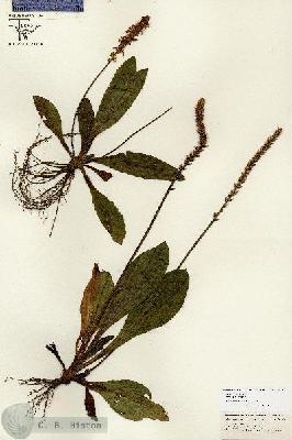 URN_catalog_HBHinton_herbarium_26711.jpg.jpg